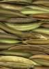 02 bean pods.jpg (52kb)